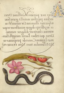 Vese bab, mákos anemone, és Vipera alkotó: Joris Hoefnagel