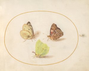 14. tábla: Közönséges kénkő, vörös admirális és felhős sárga pillangók alkotó: Joris Hoefnagel