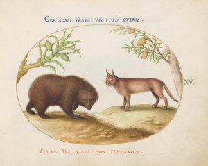 15. tábla: Egy medve és egy hiúz(?) alkotó: Joris Hoefnagel