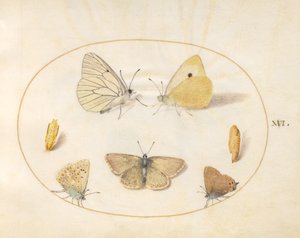 16. tábla: Fekete-eres fehér, felhősárga, fekete hajszál(?) és muskátli argus(?) pillangók két krisaliddal alkotó: Joris Hoefnagel