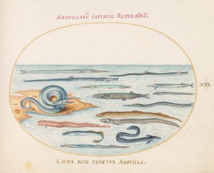 16. tábla: Angolna, Pipefish és Needlefish alkotó: Joris Hoefnagel