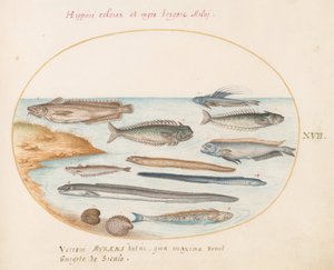 17. tábla: tőkehal, Weever Fish, angolna és egyéb halak alkotó: Joris Hoefnagel