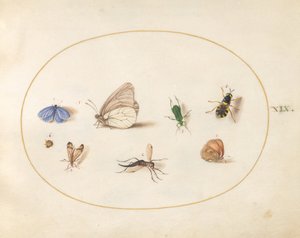  alkotó: Joris Hoefnagel