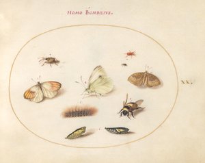 20. tábla: Három pillangó, egy hernyó, egy méh, két kriszalida és három zsizsik alkotó: Joris Hoefnagel