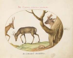 20. tábla: Háromféle szarvas szarvas marha egérrel (?) alkotó: Joris Hoefnagel