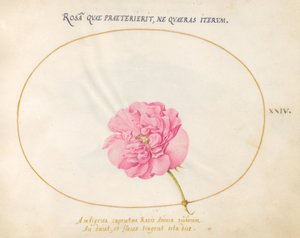 24. tábla: Pink Rose alkotó: Joris Hoefnagel