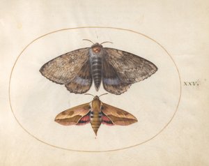 25. tábla: Blue Underwing Moth és Spurge Hawk Moth alkotó: Joris Hoefnagel