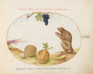 28. tábla: "Tartarine" (Barbary makákó?) Gyümölccsel és egy csigával alkotó: Joris Hoefnagel