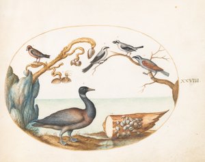28. tábla: Barnacle Goose srike-ekkel és más madarakkal alkotó: Joris Hoefnagel