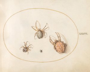  alkotó: Joris Hoefnagel