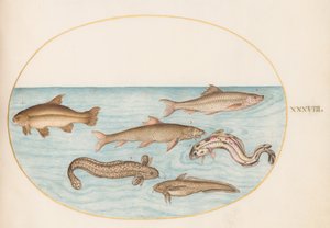 38. tábla: Burbot, Rockling és egyéb halak alkotó: Joris Hoefnagel