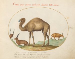 3. tábla: teve, kecske és kecske alkotó: Joris Hoefnagel