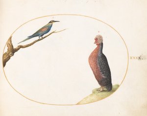  alkotó: Joris Hoefnagel
