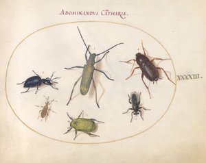 43. tábla: Aranyvirágú szürke hosszúszarvú(?), Tansy Bogár(?), csótány, levéllábú poloska és egyéb rovarok alkotó: Joris Hoefnagel