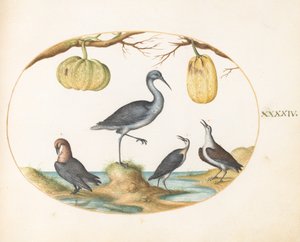 44. tábla: Godwit(?) and Sandpipers with Two Guurds alkotó: Joris Hoefnagel