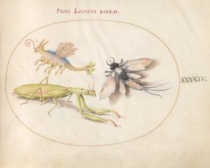 44. tábla: Sáska és Mayfly egy képzeletbeli rovarral alkotó: Joris Hoefnagel