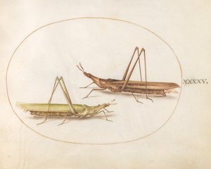 45. tábla: Két hosszúfejű szöcske(?) alkotó: Joris Hoefnagel