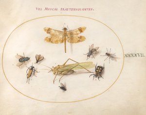 47. tábla: Szitakötő, szöcske, házi legyek, dögbogár, virágos hosszúszarvú bogár és más rovarok alkotó: Joris Hoefnagel