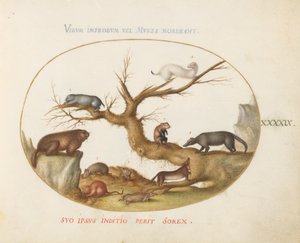 49. tábla: Mormota, hörcsögök, patkány, mezei egér, cickány és egy coatimundi alkotó: Joris Hoefnagel