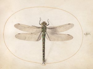 53. tábla: Southern Hawker Dragonfly alkotó: Joris Hoefnagel