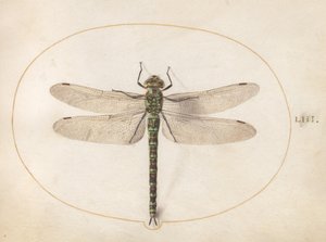  alkotó: Joris Hoefnagel
