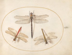 54. tábla: Szőrös szitakötő és két darter