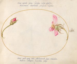 56. tábla: Egy rózsabimbó és egy széteső rózsaszín rózsa alkotó: Joris Hoefnagel