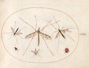 57. tábla: Egy katicabogár, egy légy és négy másik rovar alkotó: Joris Hoefnagel