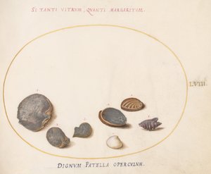 58. tábla: Kagylók, köztük abalone(?) alkotó: Joris Hoefnagel