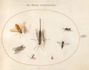 61. tábla: Hét rovar, köztük legyek alkotó: Joris Hoefnagel