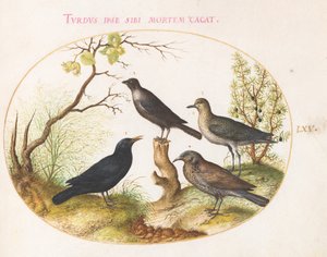 65. tábla: Feketerigó, seregély(?) és egyéb madarak