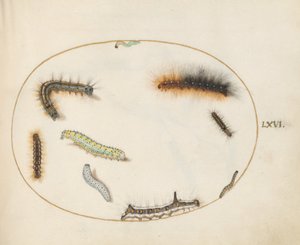 66. tábla: Lackey Moth hernyó, nyolc hernyó alakja, szürke tőrhernyó és egyéb hernyók alkotó: Joris Hoefnagel