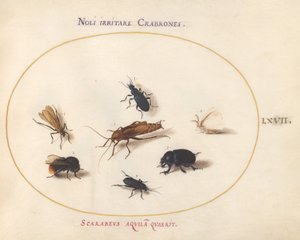 67. tábla: Hét rovar, köztük egy fehér pillangó és egy méh alkotó: Joris Hoefnagel