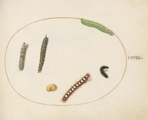68. tábla: Leafy Spurge Hawkmoth Caterpillar, Manus Moth Caterpillar és egyéb hernyók alkotó: Joris Hoefnagel