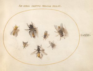 68. tábla: Hét méh és légy alkotó: Joris Hoefnagel