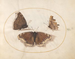  alkotó: Joris Hoefnagel