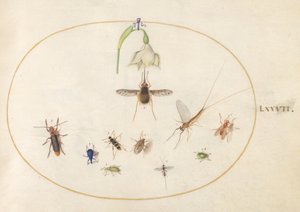 77. tábla: pettyes zengőlégy fehér virággal, kérészszel, kék ormányossal és más rovarokkal alkotó: Joris Hoefnagel