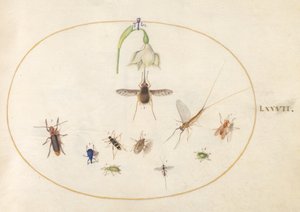 77. tábla: Kolibri sólyommoly fehér virággal, kék és zöld zsizsikákkal és egyéb rovarokkal alkotó: Joris Hoefnagel