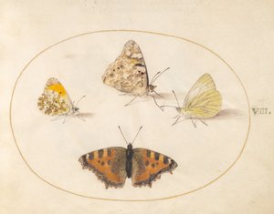  alkotó: Joris Hoefnagel