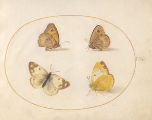 9. tábla: Meadow Brown, Gatekeeper, Clouded Yellow és Bath White pillangók alkotó: Joris Hoefnagel