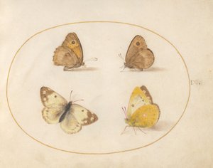  alkotó: Joris Hoefnagel