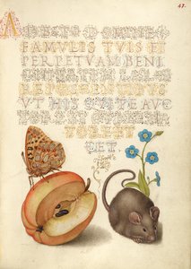 Spanyol Királynő Fritillary, Alma, Egér, és kúszó Forget-Me-Not alkotó: Joris Hoefnagel