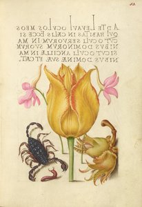 Rakéta pacsirta, tulipán, skorpió, ezerjószág, és európai filbert alkotó: Joris Hoefnagel
