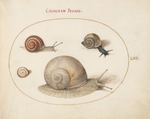 Csiga, 1575-80 körül alkotó: Joris Hoefnagel