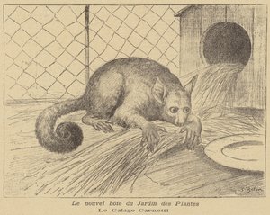 Garnetts Galago, a Jardin des Plantes új lakója