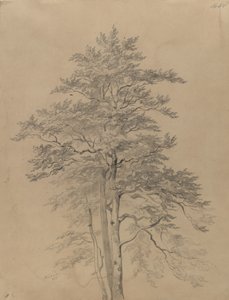 Fa tanulmány alkotó: Josef Kriehuber