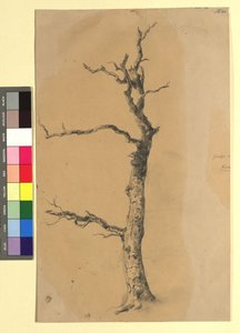 Studie eines kahlen Baumes alkotó: Josef Kriehuber
