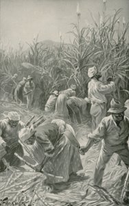 Fekete munka közben egy jamaicai cukornádültetvényen (litho)