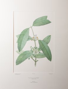 Calophyllum soulattri (Guttiferae) – 362. tábla, Banks