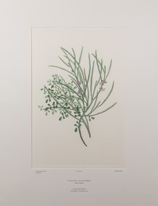Carmichaelia solandri (Leguminosae) – 429. tábla, Banks